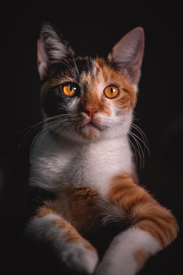 黑猫警长